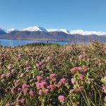 Picture taken on the island of Hrísey in the North of Iceland